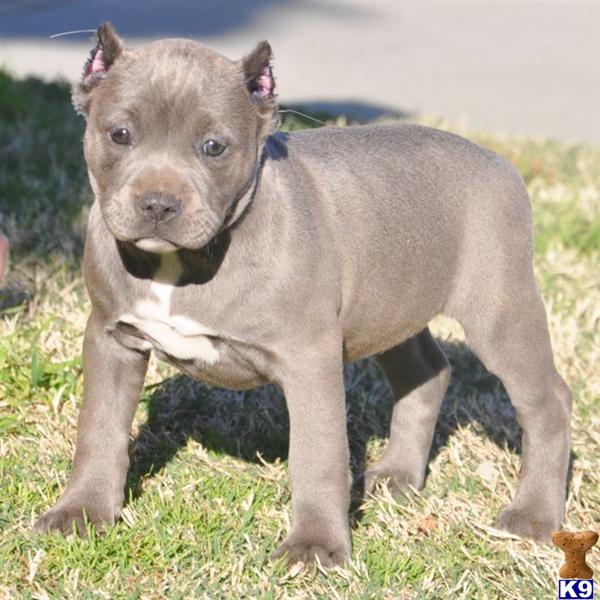 Puppies in CA